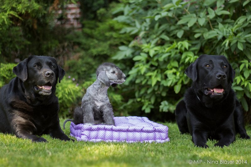 2014-07-03 Cherry-6872.jpg